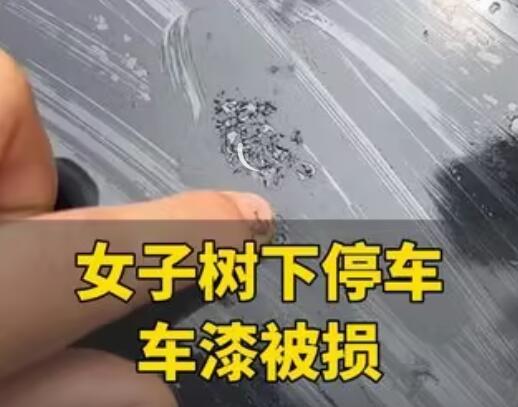 女子將車停在槐樹下車漆被腐蝕 到底是什么情況？