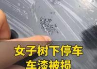 女子將車停在槐樹下車漆被腐蝕 到底是什么情況？