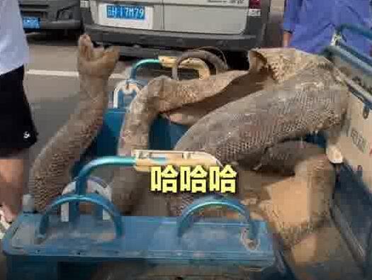 大爺帶巨型蛇皮到藥博會(huì) 到底是什么情況？