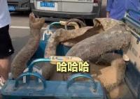 大爺帶巨型蛇皮到藥博會 到底是什么情況？