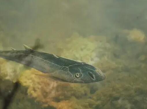 已滅絕4.36億年的魚化石被發(fā)現(xiàn) 內(nèi)幕實在讓人驚個呆