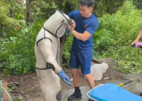 男子掏馬蜂窩 被蟄昏迷在30米高樹上 內(nèi)幕實在讓人驚個呆