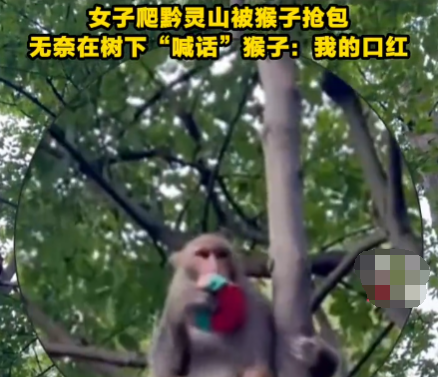 女子爬黔靈山被猴子搶包 無(wú)奈在樹下“喊話”