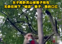 女子爬黔靈山被猴子搶包 無奈在樹下“喊話”