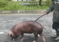 貴州養(yǎng)殖戶一百多頭豬被洪水沖散 洪水來勢兇猛