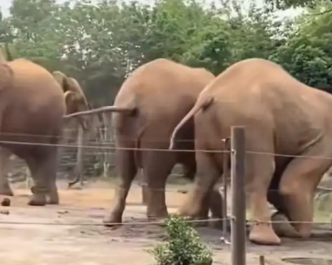 上海野生動物園回應一大象被霸凌 事件始末2025最新消息