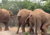 上海野生動物園回應一大象被霸凌 事件始末2025最新消息