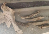 新房地下挖出尸骨 住建局介入?yún)f(xié)調 始料未及內幕太驚人