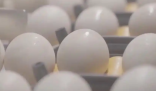 醫(yī)生稱無(wú)菌蛋并非百分百無(wú)細(xì)菌 背后真相實(shí)在讓人驚愕