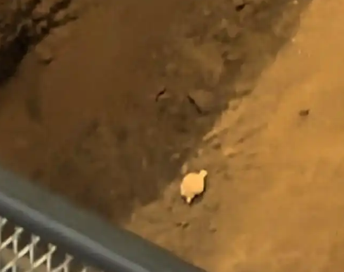 兵馬俑坑咋成“失物招領處”了 事件始末2025最新消息