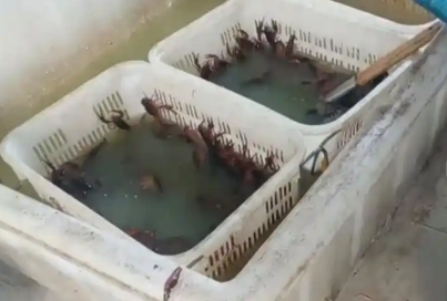 4.9分外賣店用草酸洗蝦多日不換水 背后真相實(shí)在讓人驚愕