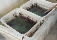 4.9分外賣店用草酸洗蝦多日不換水 背后真相實(shí)在讓人驚愕