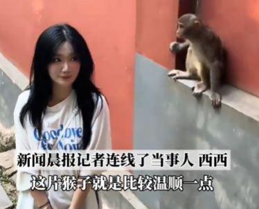 女生投喂黔靈山猴子被扇巴掌 究竟是怎么回事？