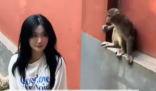 女生投喂黔靈山猴子被扇巴掌 究竟是怎么回事？