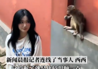 女生投喂黔靈山猴子被扇巴掌 究竟是怎么回事？