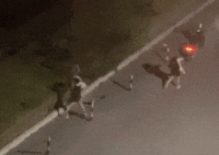 小狗遭主人2次扔棄哀嚎仍被遺棄 究竟是怎么回事？