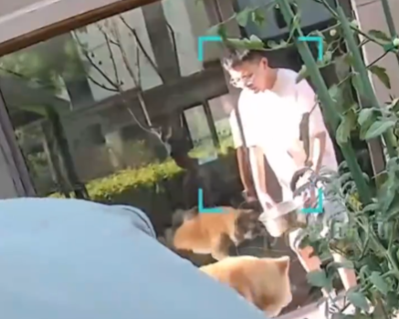 朋友用狗喝水的盆澆花被狗撕咬 內(nèi)幕實在讓人驚個呆