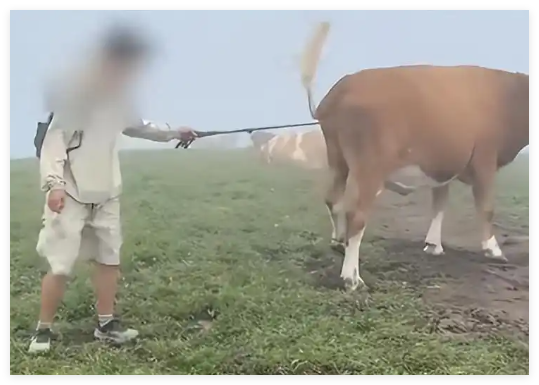 游客逗牛遭圍攻踩踏:喂牛肉干敲屁股 到底是什么情況？