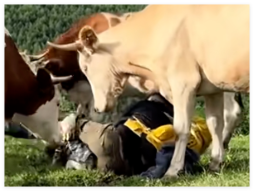 游客逗牛反被牛群踩踏 管委會(huì)回應(yīng) 挑逗山上的牛后被牛群攻擊踩踏