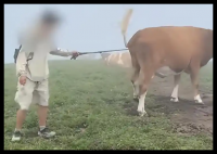 游客逗牛遭圍攻踩踏:喂牛肉干敲屁股 到底是什么情況？