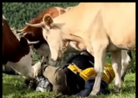 游客逗牛反被牛群踩踏 管委會(huì)回應(yīng) 挑逗山上的牛后被牛群攻擊踩踏