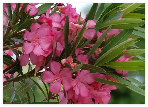 男子綠化帶里摘葉子煮水喝差點(diǎn)沒(méi)命 到底是什么情況？