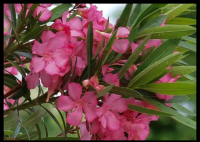 男子綠化帶里摘葉子煮水喝差點(diǎn)沒命 到底是什么情況？