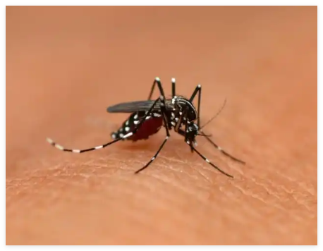 專家:全球已近30萬人感染基孔肯雅熱 究竟是怎么回事？