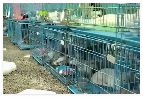 警方攔截違規(guī)運(yùn)貓車救下900余只貓 到底是哪里來的？