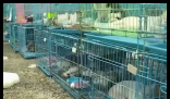 警方攔截違規(guī)運貓車救下900余只貓 到底是哪里來的？