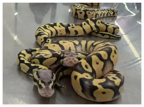 女子在內(nèi)衣塞4條蟒蛇入境被查 到底是什么情況？