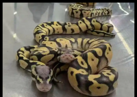 女子在內(nèi)衣塞4條蟒蛇入境被查 到底是什么情況？