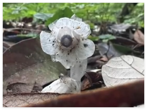 哀牢山發(fā)現(xiàn)7株“冥界之花” 背后真相實(shí)在讓人驚愕