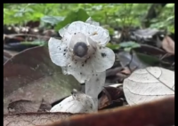 哀牢山發(fā)現(xiàn)7株“冥界之花” 背后真相實(shí)在讓人驚愕