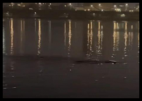 漢江現(xiàn)巨型怪物?夜釣者拍下驚悚一幕 實(shí)在太可怕了