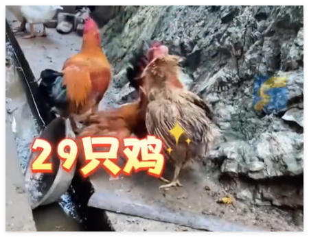 村民離婚因29只雞怎么分鬧上法庭 為什么引爭議？