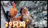 村民離婚因29只雞怎么分鬧上法庭 為什么引爭(zhēng)議？