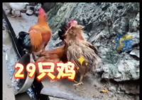 村民離婚因29只雞怎么分鬧上法庭 為什么引爭議？
