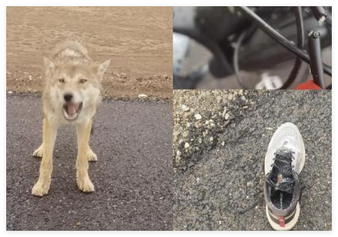 男子無人區(qū)投喂狼反遭“背刺” 究竟是怎么回事？