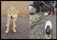 男子無人區(qū)投喂狼反遭“背刺” 究竟是怎么回事？