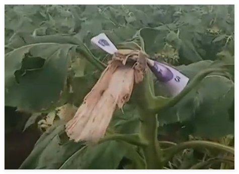 路人摘葵花后在枝頭留錢 農(nóng)戶感動(dòng) 不是錢多少的事