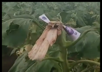 路人摘葵花后在枝頭留錢 農(nóng)戶感動(dòng) 不是錢多少的事