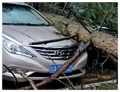 3女子貴州買(mǎi)房避暑 被樹(shù)砸致1死2傷 實(shí)在太悲劇