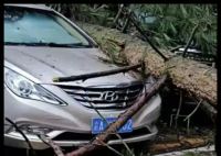 3女子貴州買房避暑 被樹砸致1死2傷 究竟是怎么回事？