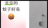 全球“最毒”的蚊子為何批量北上 究竟是怎么回事？