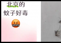 全球“最毒”的蚊子為何批量北上 究竟是怎么回事？