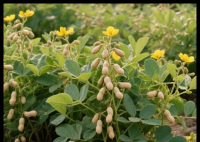 良品鋪?zhàn)泳汀盎ㄉ蠘洹敝虑?內(nèi)幕曝光簡直太意外了