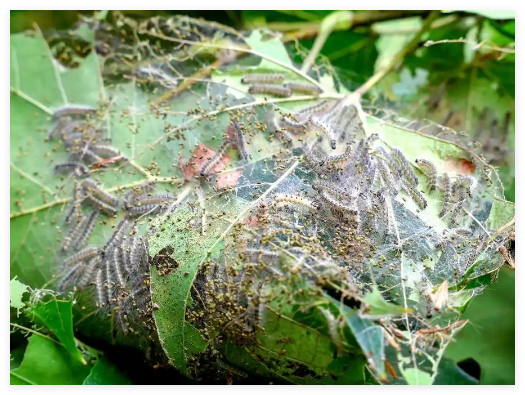 北京將進(jìn)入美國白蛾幼蟲危害高峰期 實(shí)在太無奈了