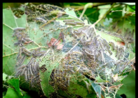 北京將進(jìn)入美國白蛾幼蟲危害高峰期 實在太無奈了