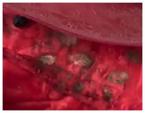 女子結(jié)婚8年才發(fā)現(xiàn)喜被里有紅棗欖子 究竟是怎么回事？